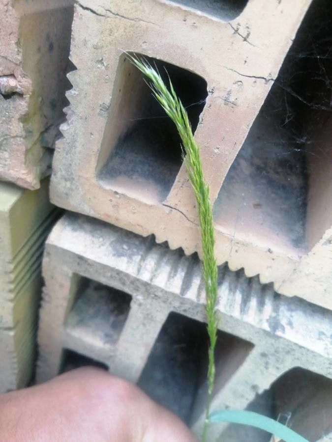 Trisetum flavescens fruit