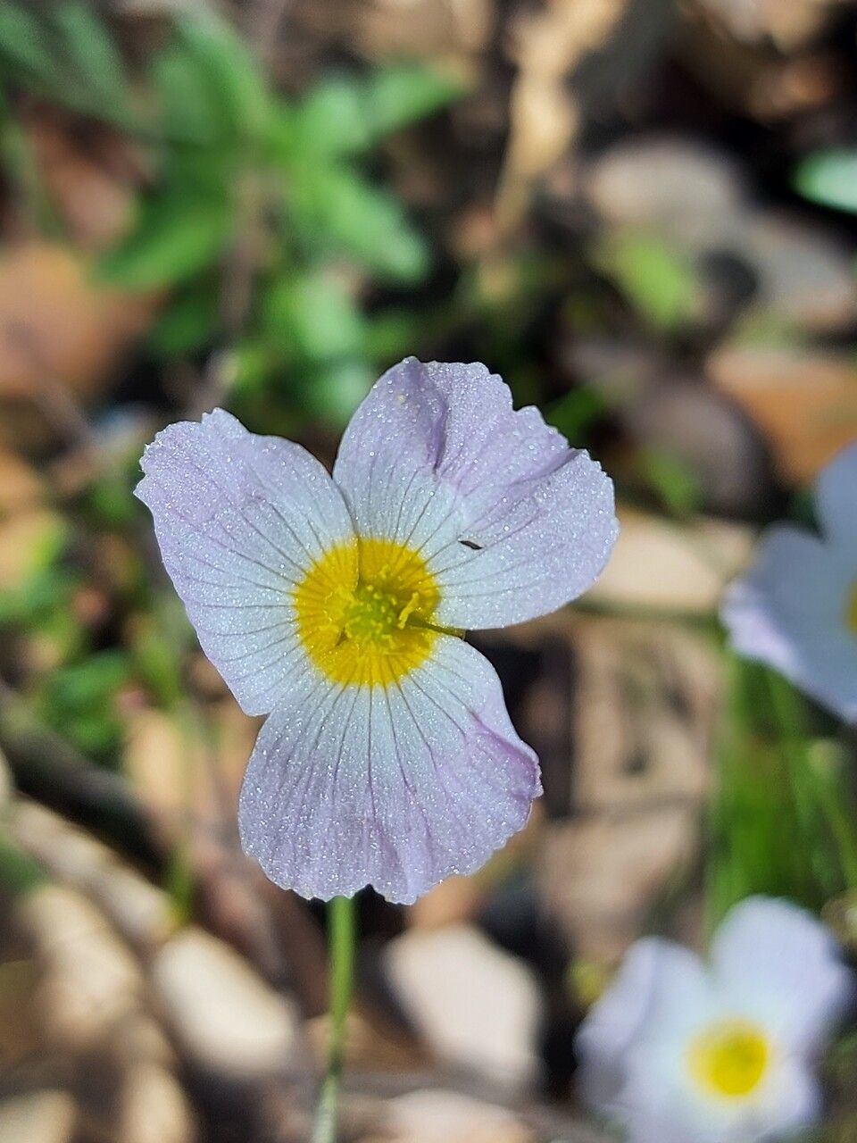 Baldellia ranunculoides flower