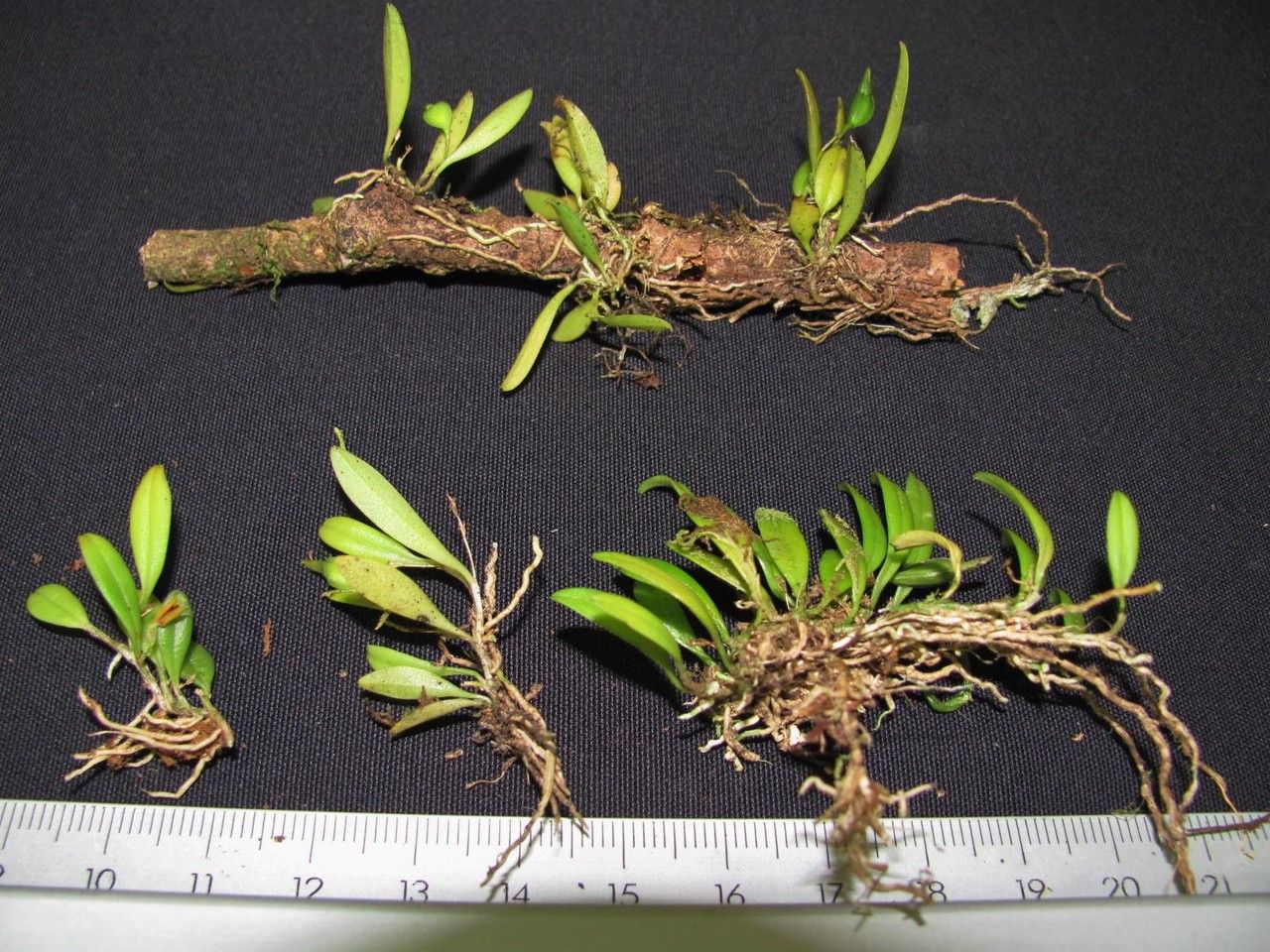 Anathallis grayumii other