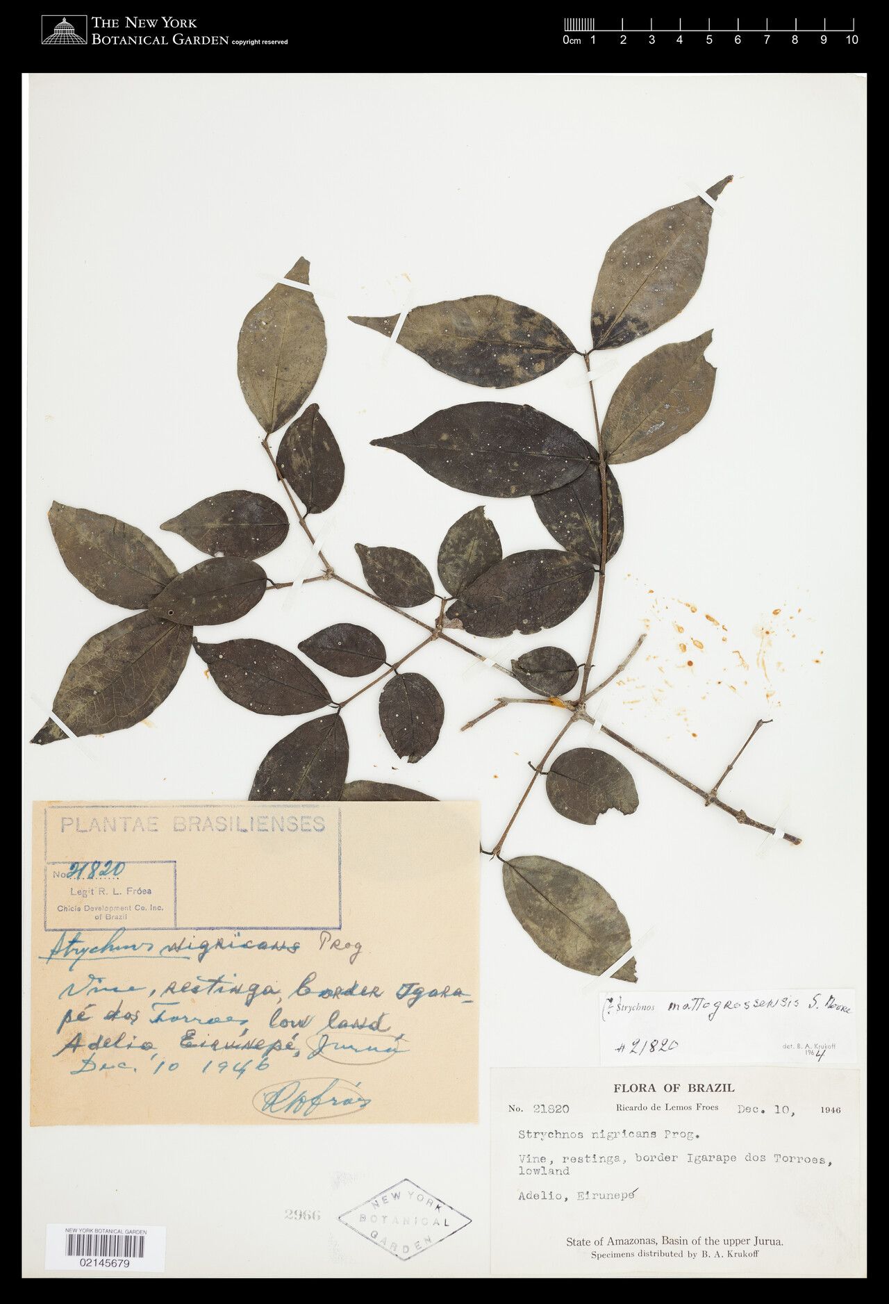 Strychnos mattogrossensis — houseplant care guide