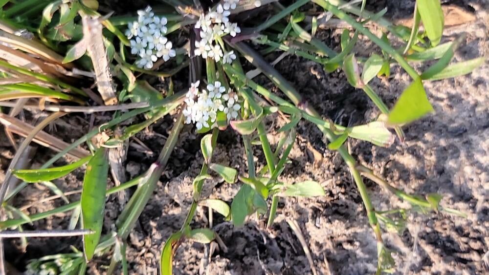 Limnosciadium pinnatum leaf