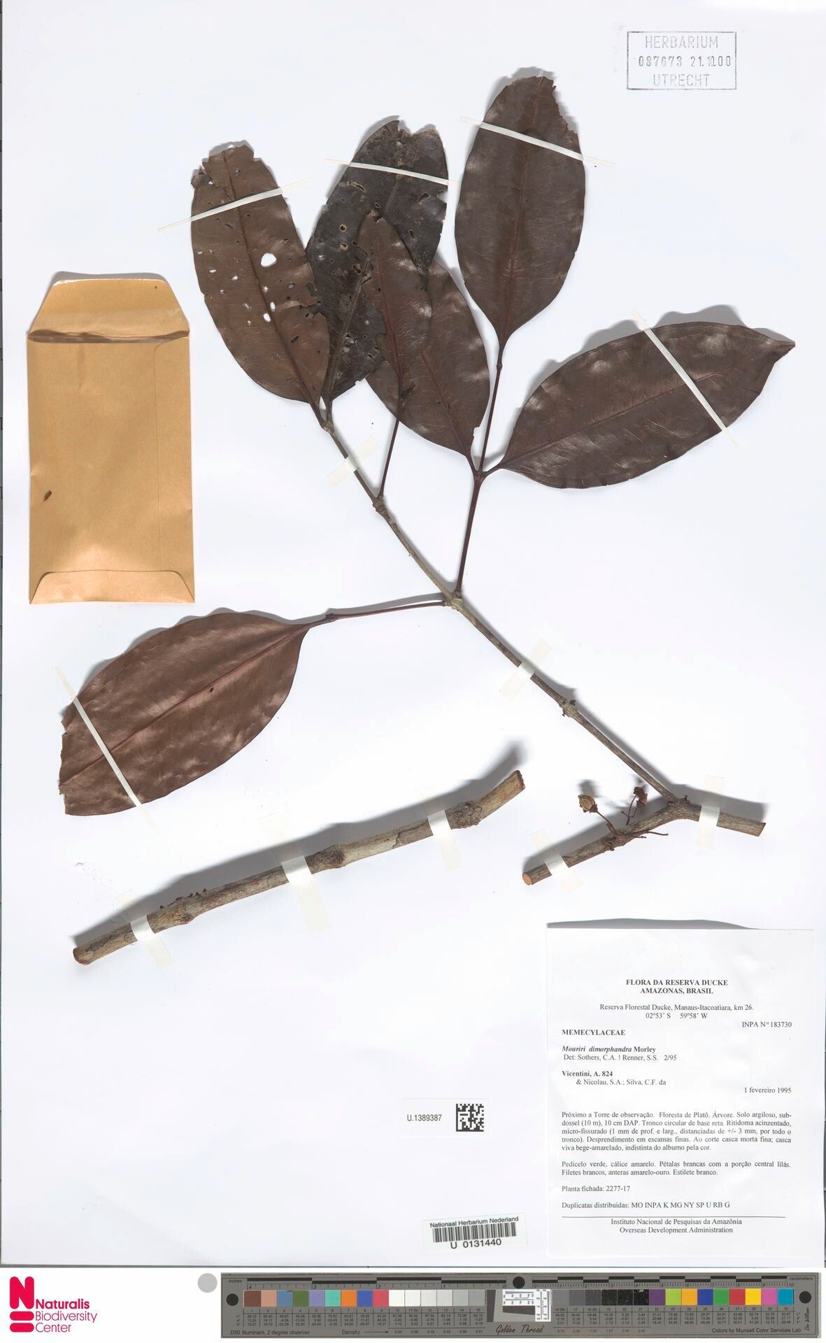 Mouriri dimorphandra leaf