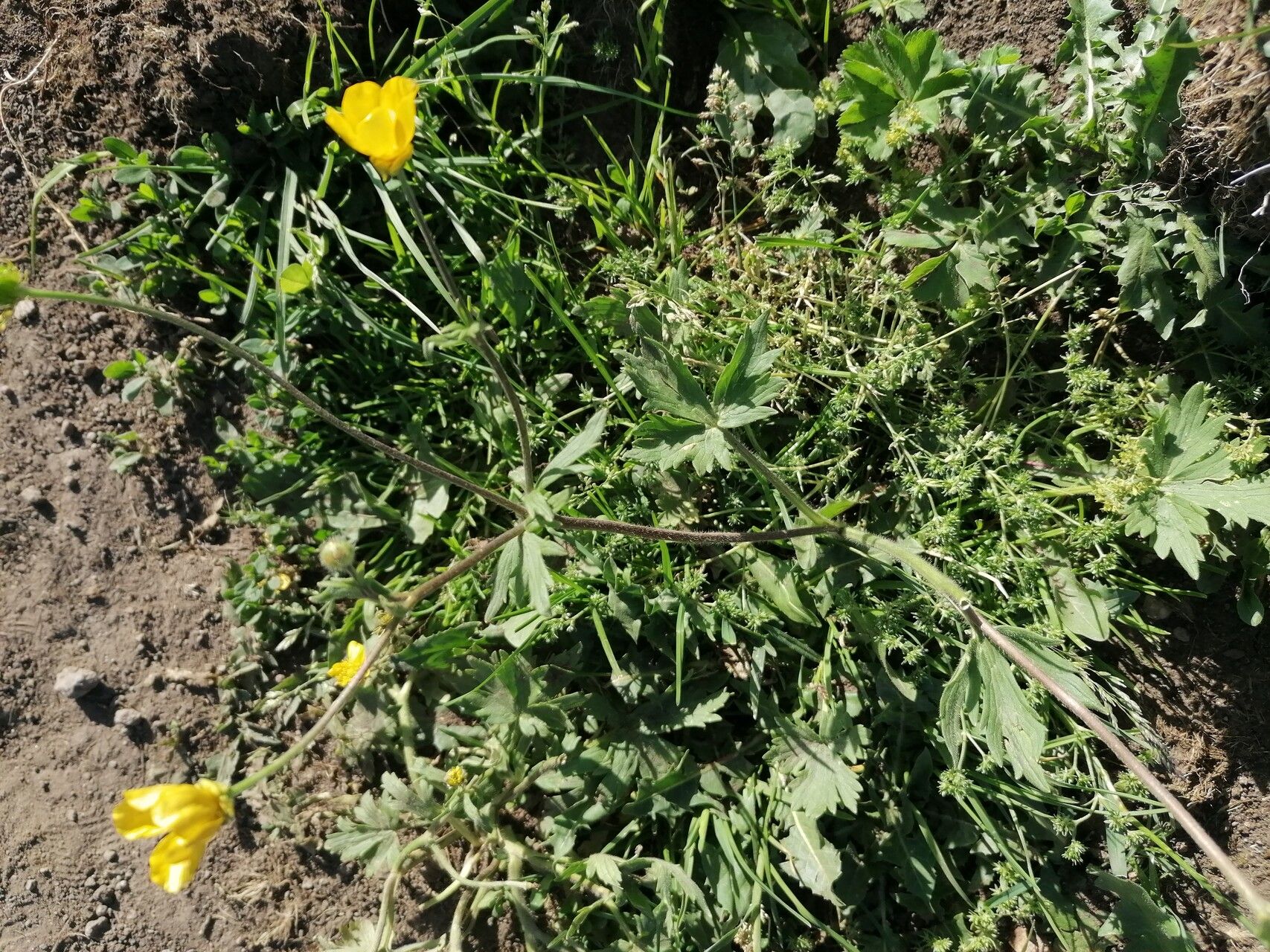 Ranunculus grandiflorus — houseplant care guide