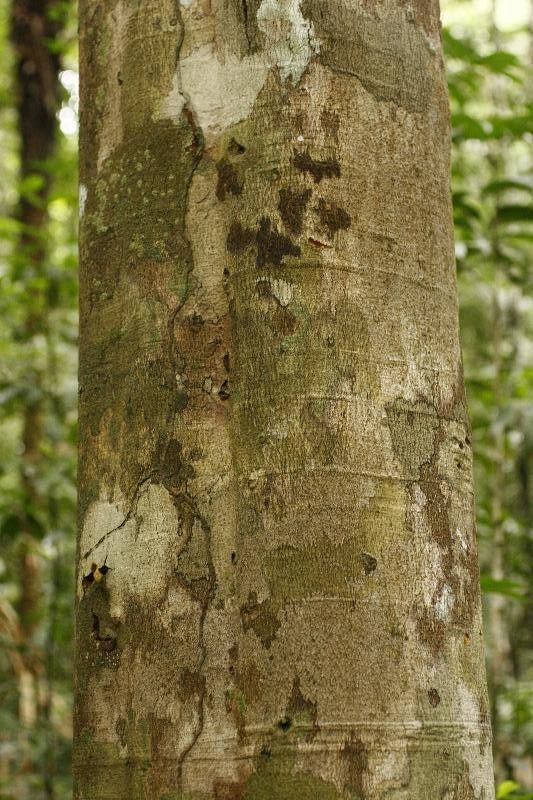 Bonafousia macrocalyx bark