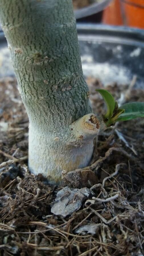 Adenium multiflorum bark