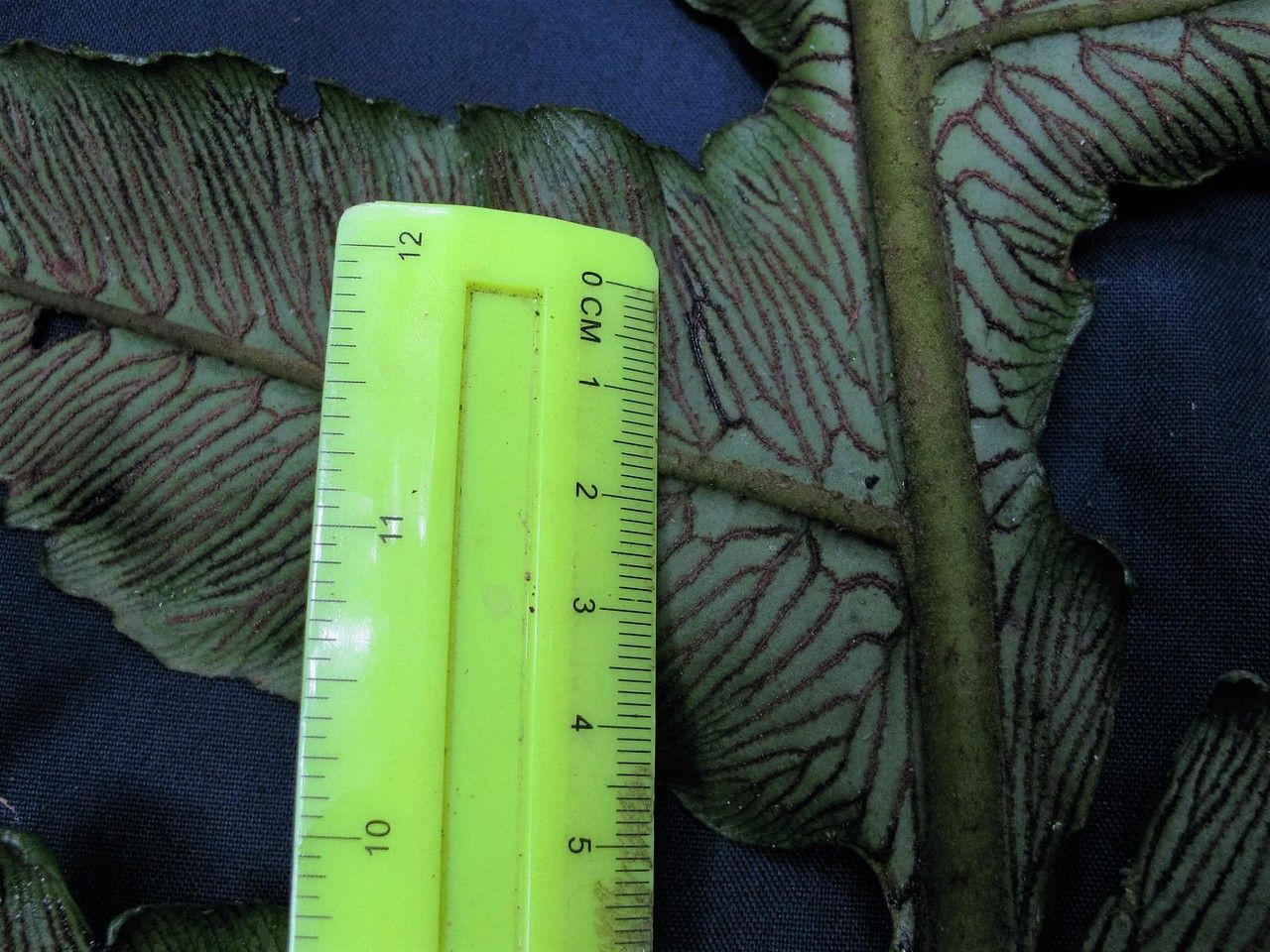 Diplazium atirrense — related species from the same genus