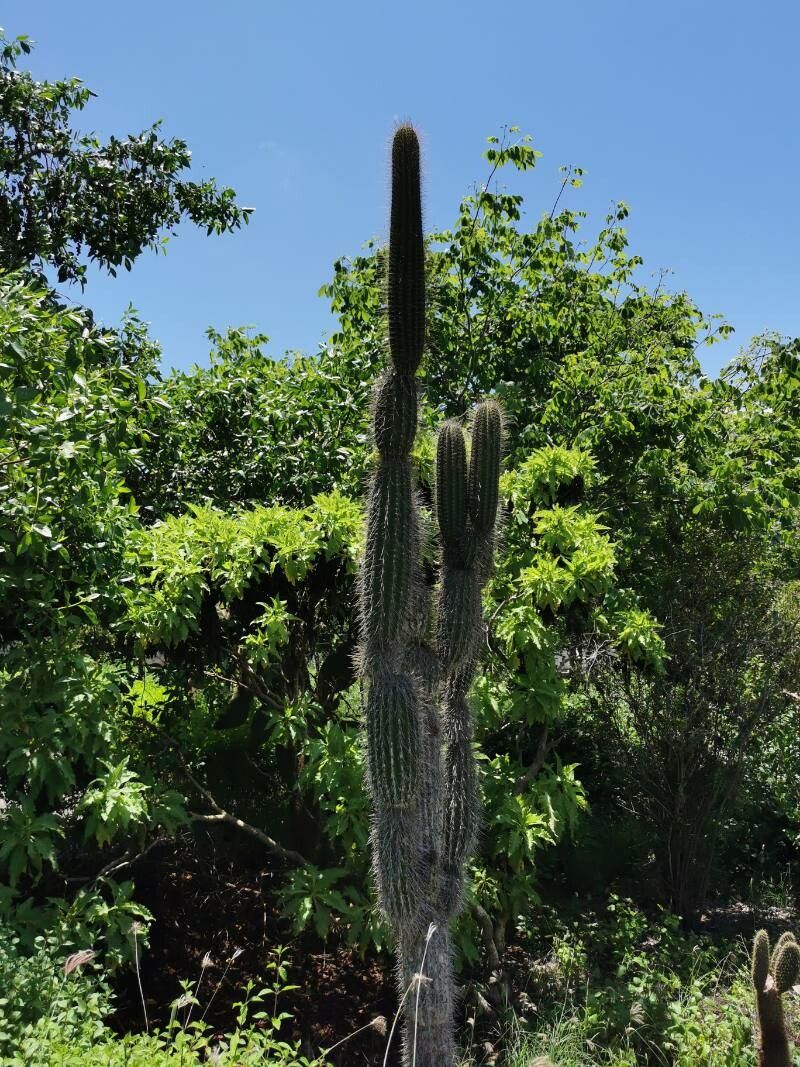 Jasminocereus thouarsii bark