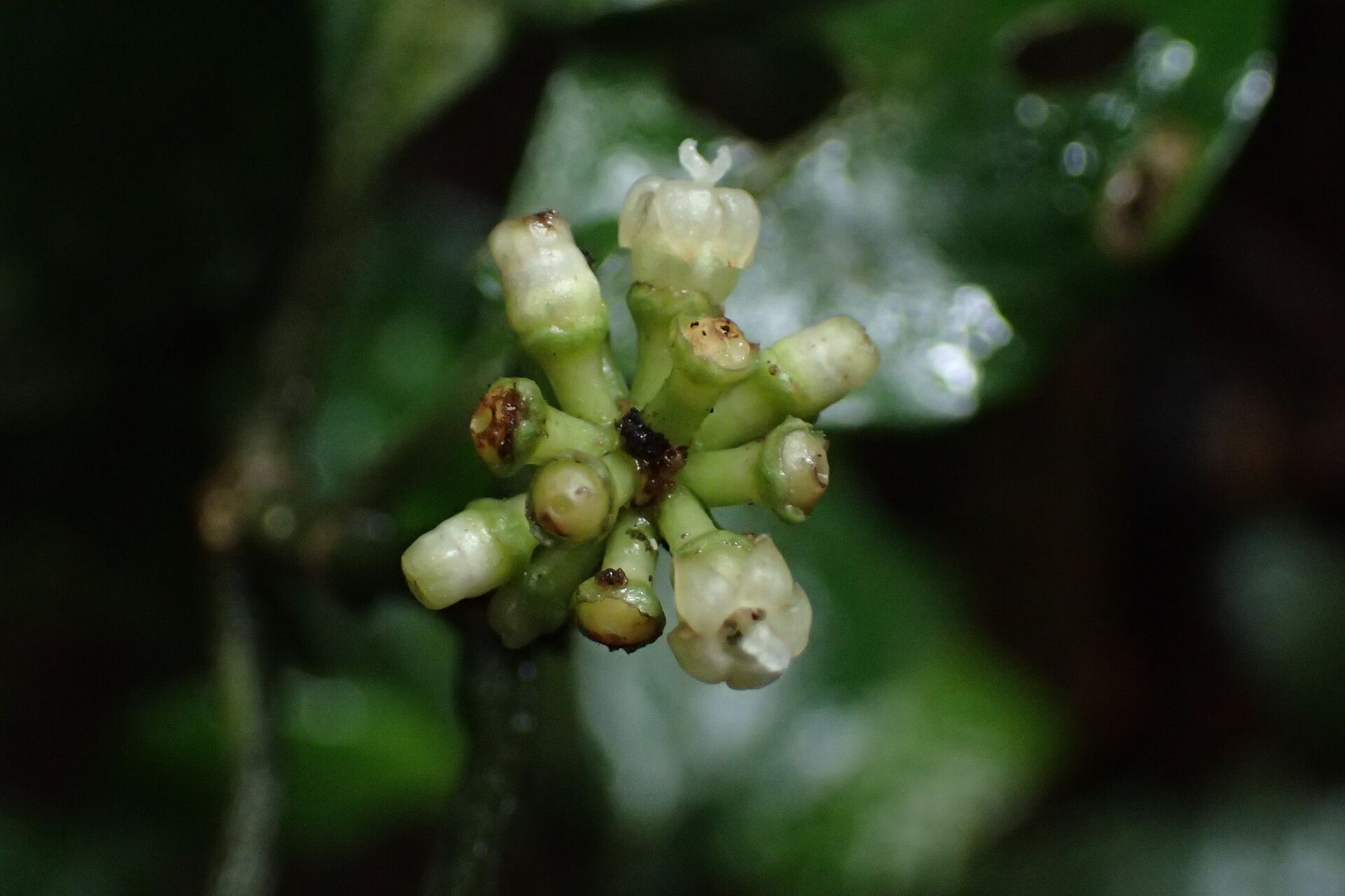 Psychotria varians flower
