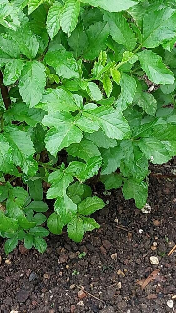 Dahlia australis leaf