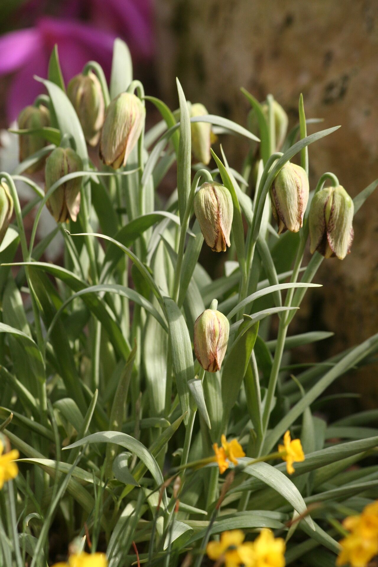 Fritillaria hermonis — search result for 'Fritillaria'