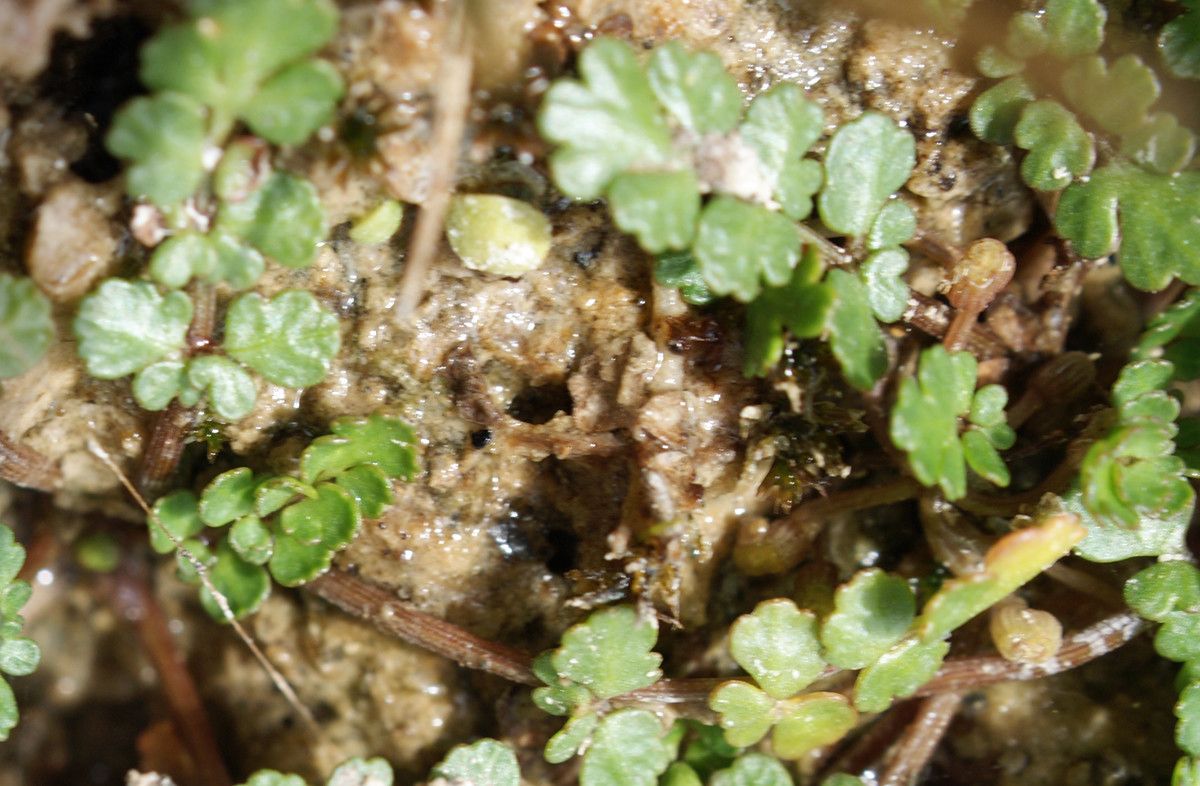 Helosciadium bermejoi leaf