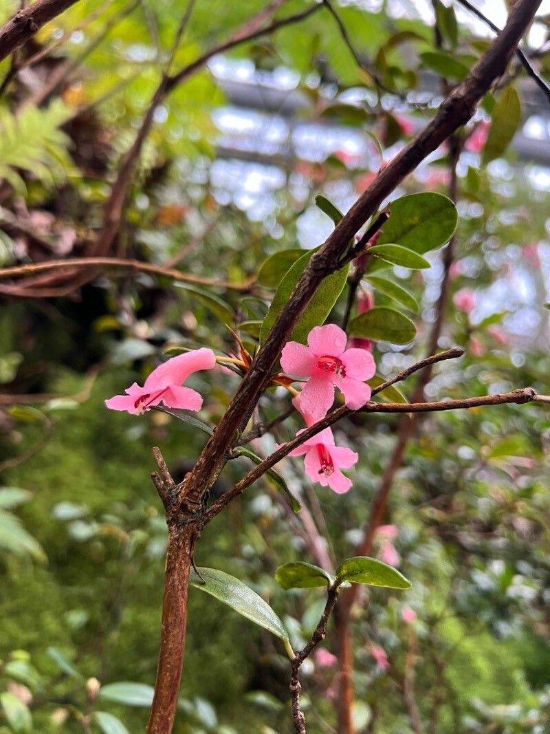 Rhododendron dielsianum — houseplant care guide