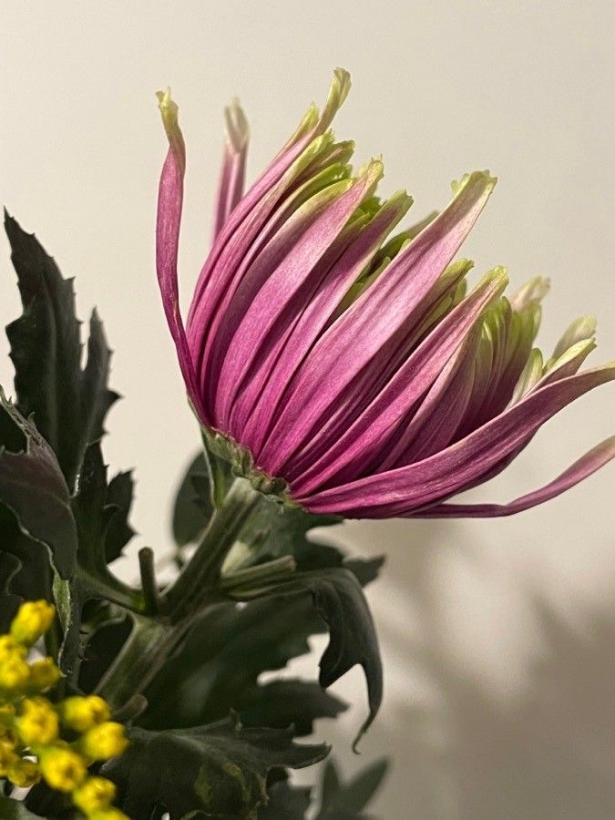 Dendranthema grandiflorum flower