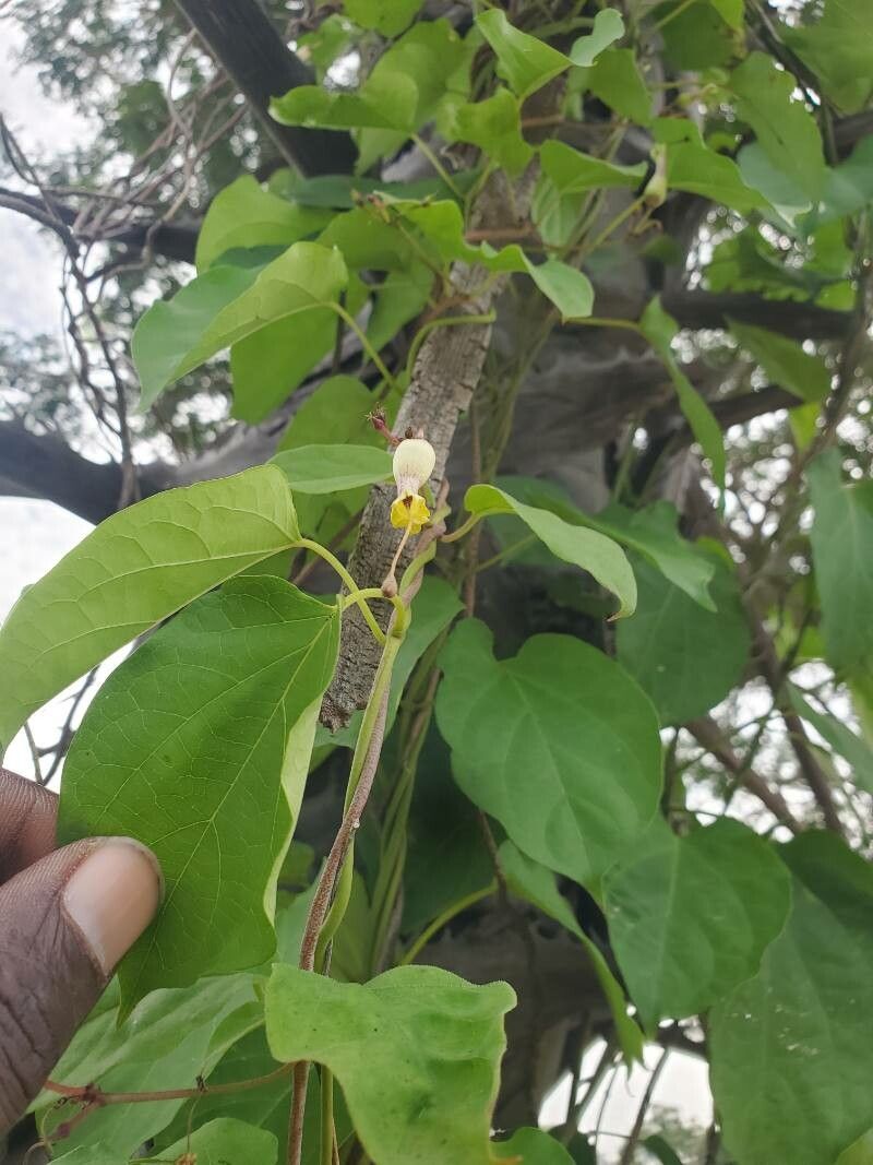 Ceropegia rhynchantha — search result for 'Ceropegia'