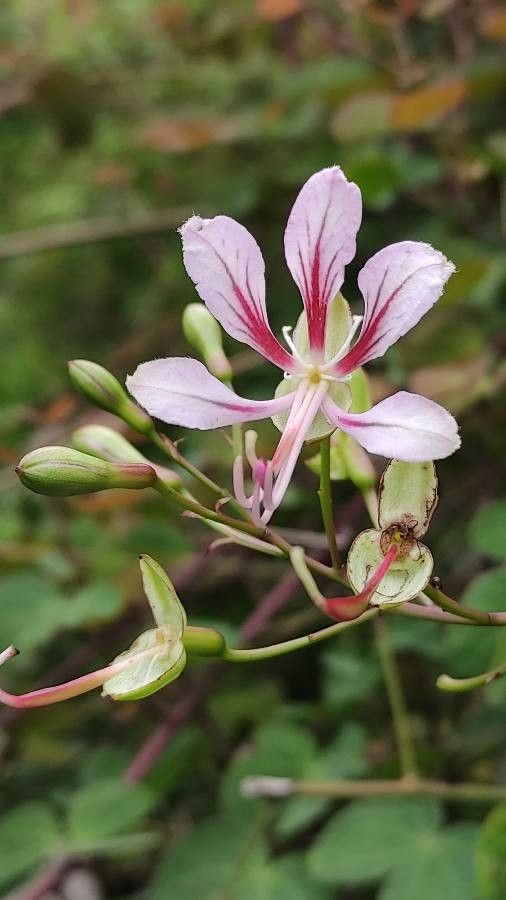 Phanera yunnanensis flower