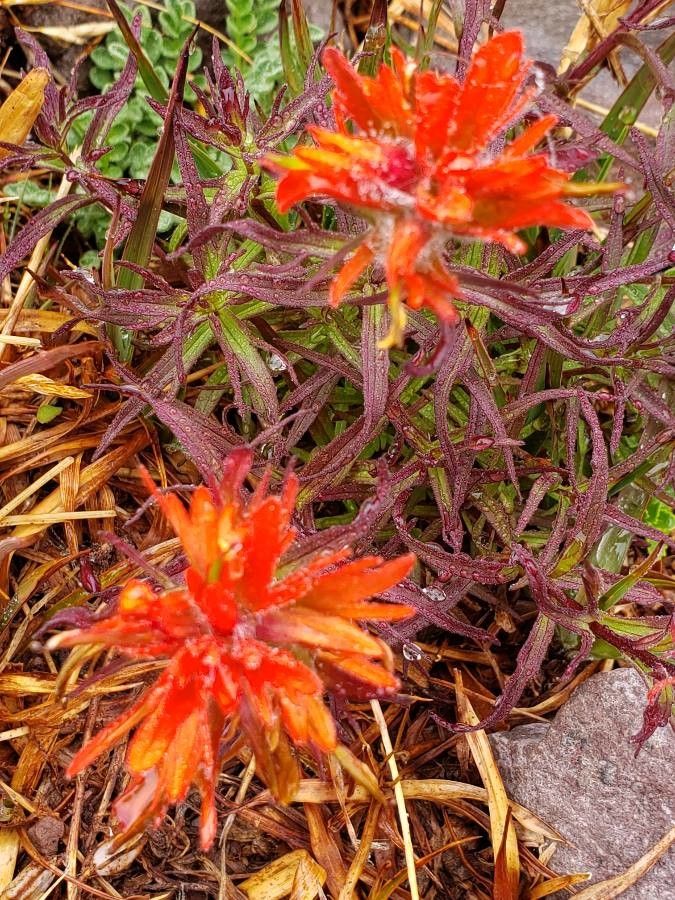 Castilleja rupicola flower