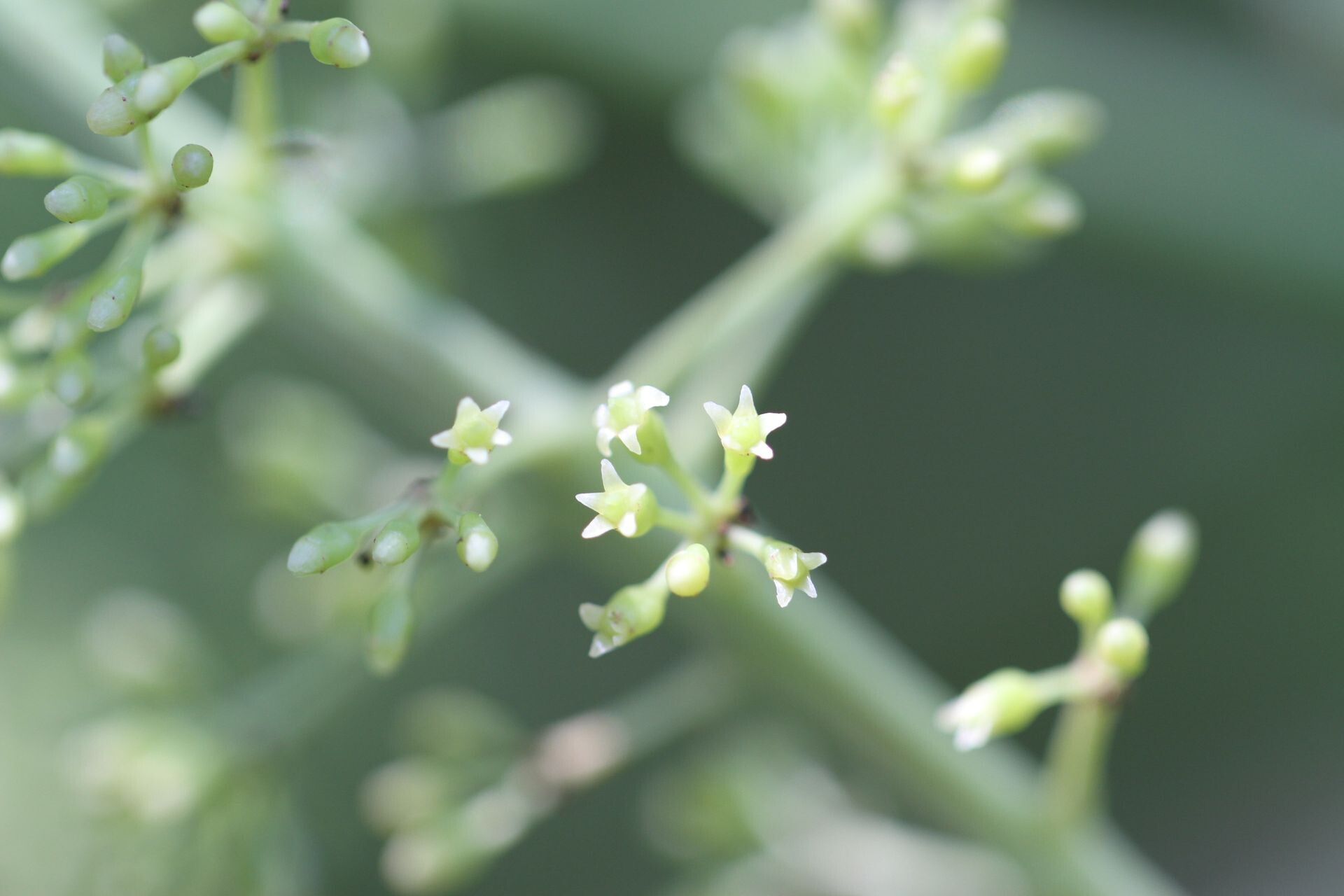 Polyscias cissodendron flower