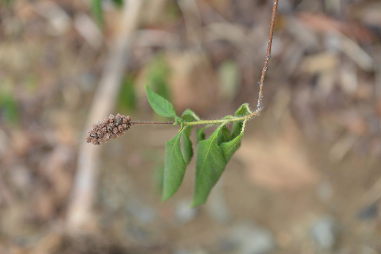 Varronia guanacastensis fruit