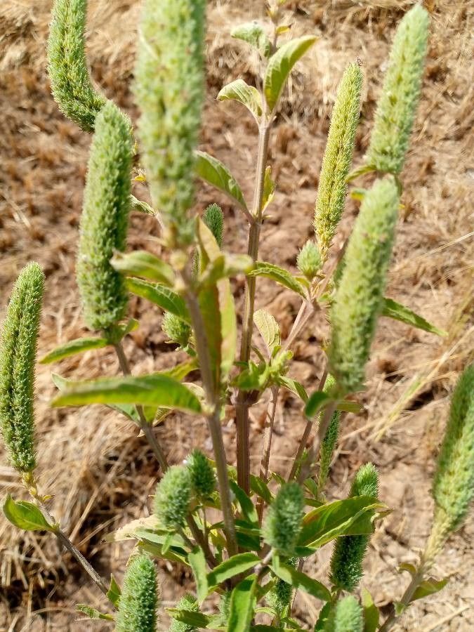 Hyptis spicigera flower