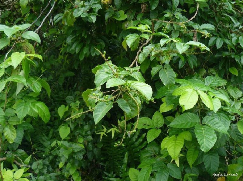 Allophylus triphyllus — houseplant care guide