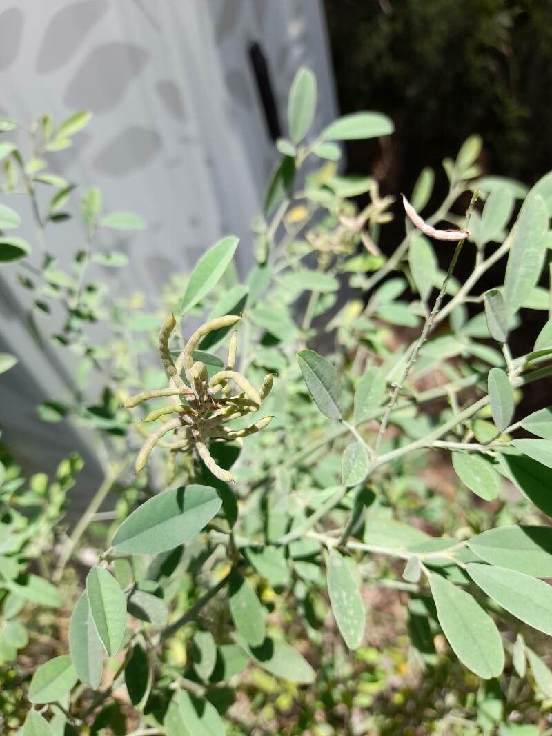 Indigofera oblongifolia fruit