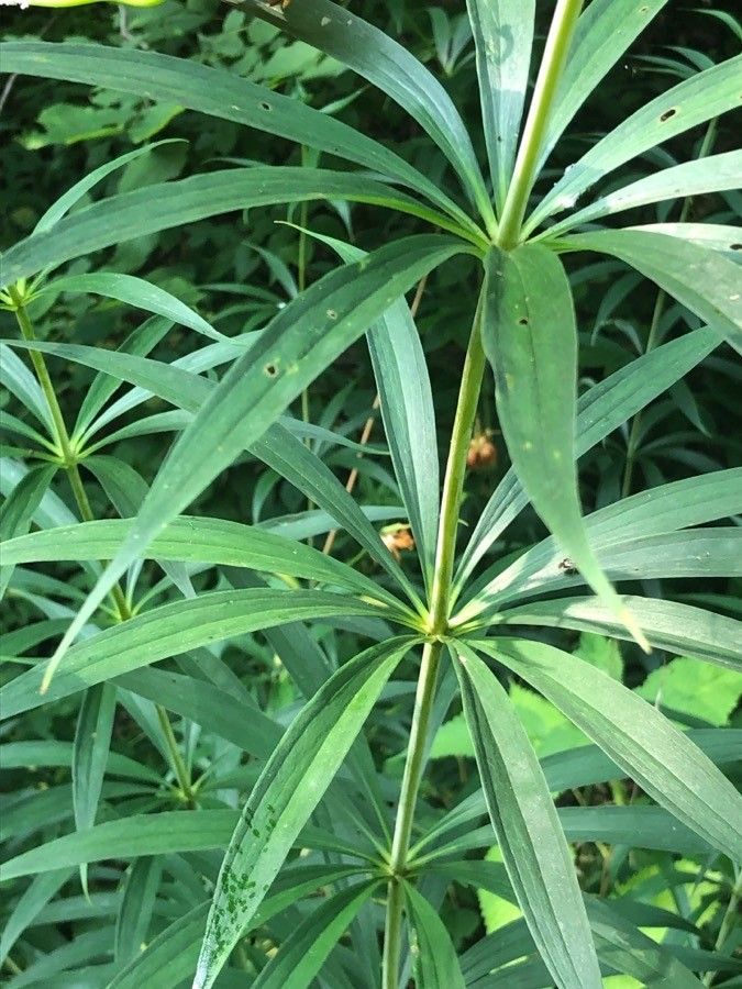 Lilium superbum — search result for 'Alabama'
