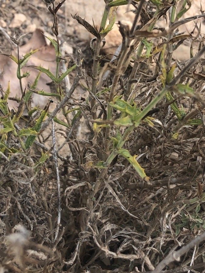 Sideritis ilicifolia — houseplant care guide