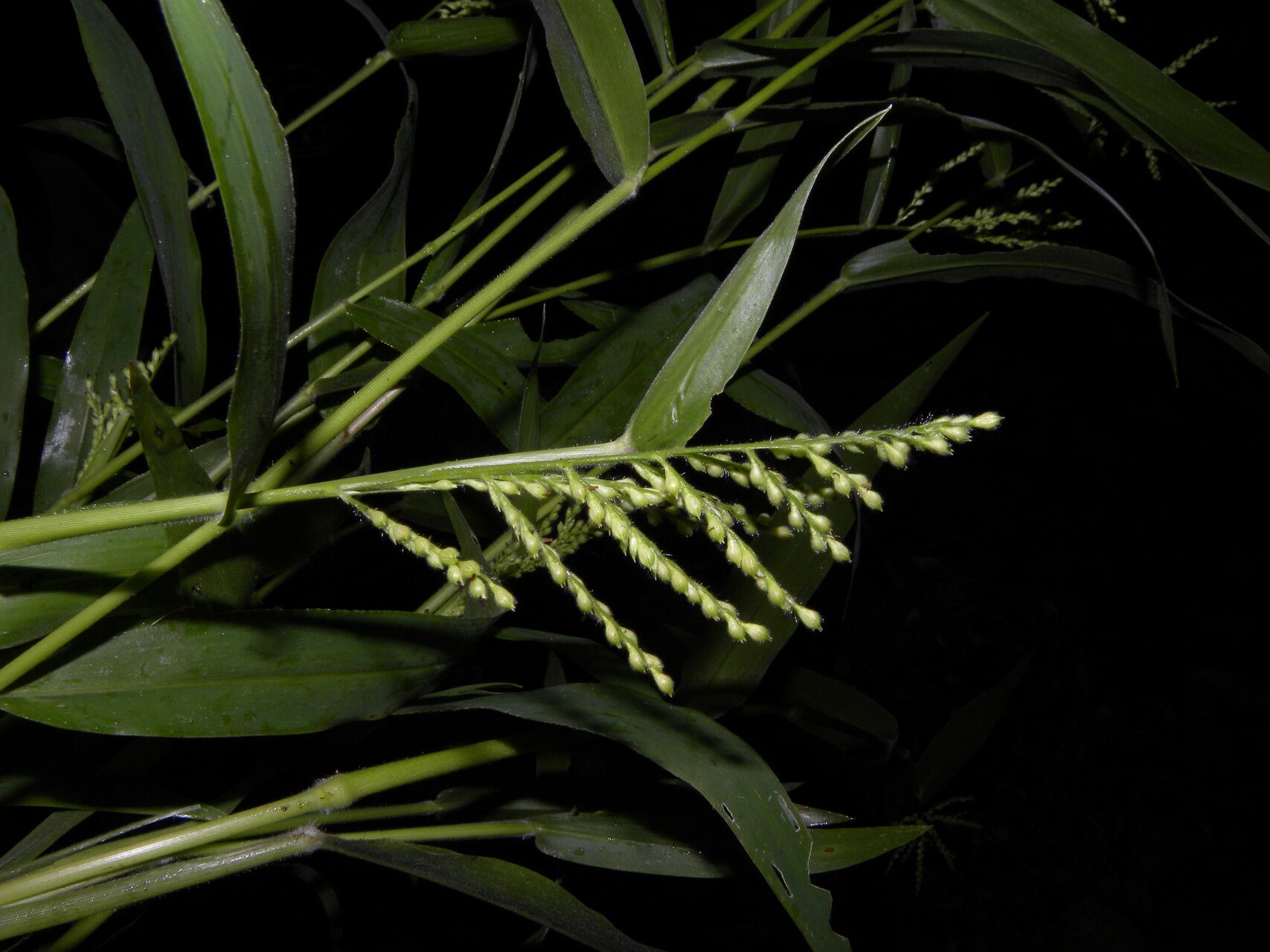 Urochloa mollis fruit