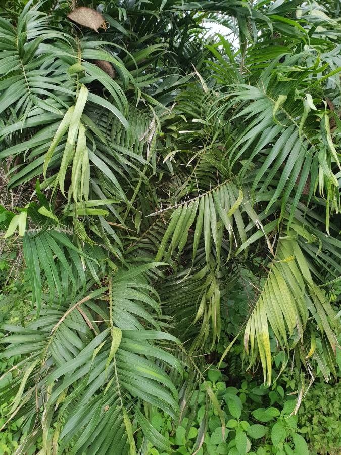 Bactris guineensis leaf