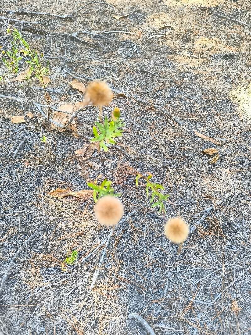 Erigeron gilliesii — search result for 'Erigeron'