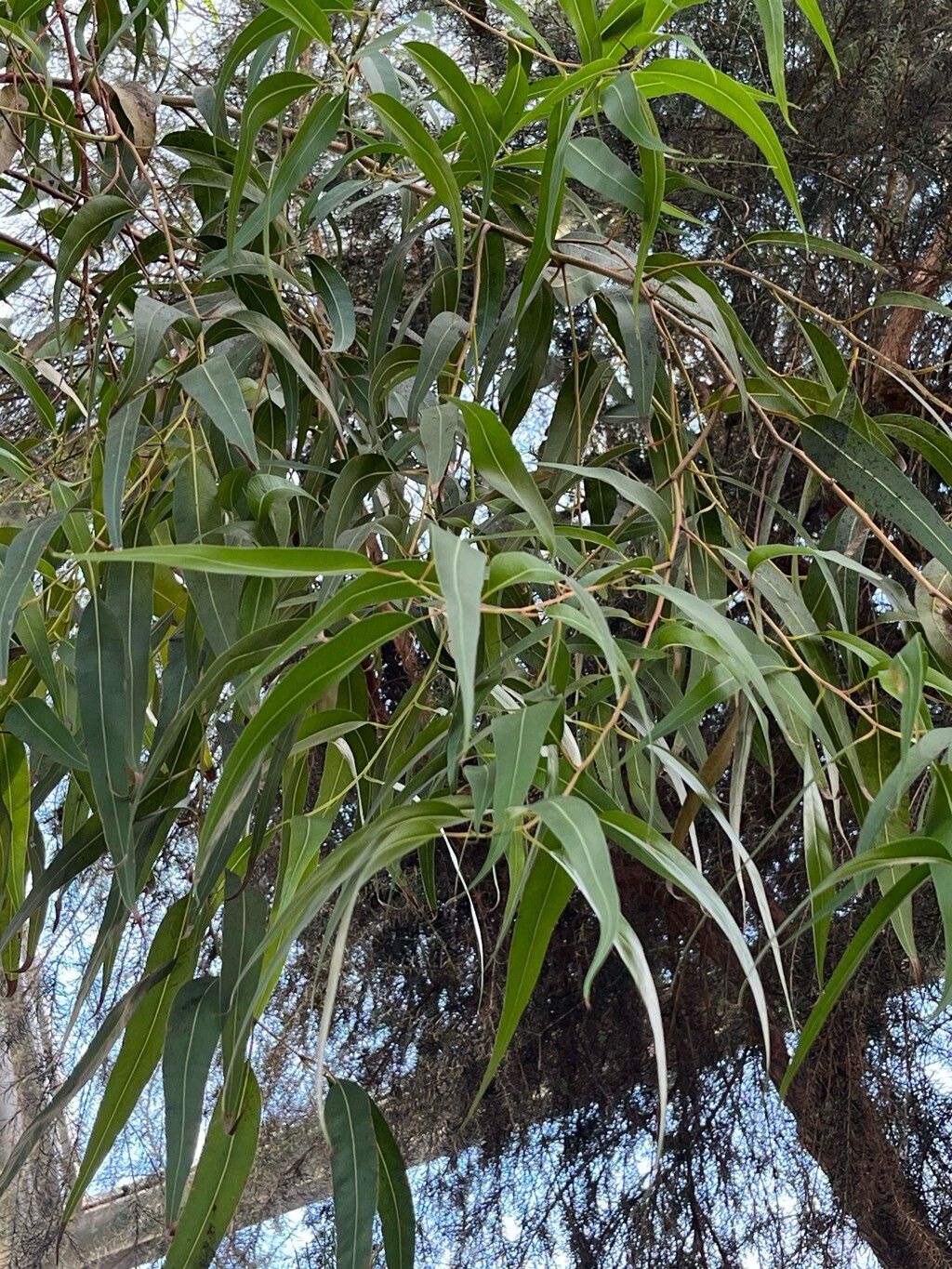 Eucalyptus bancroftii — houseplant care guide