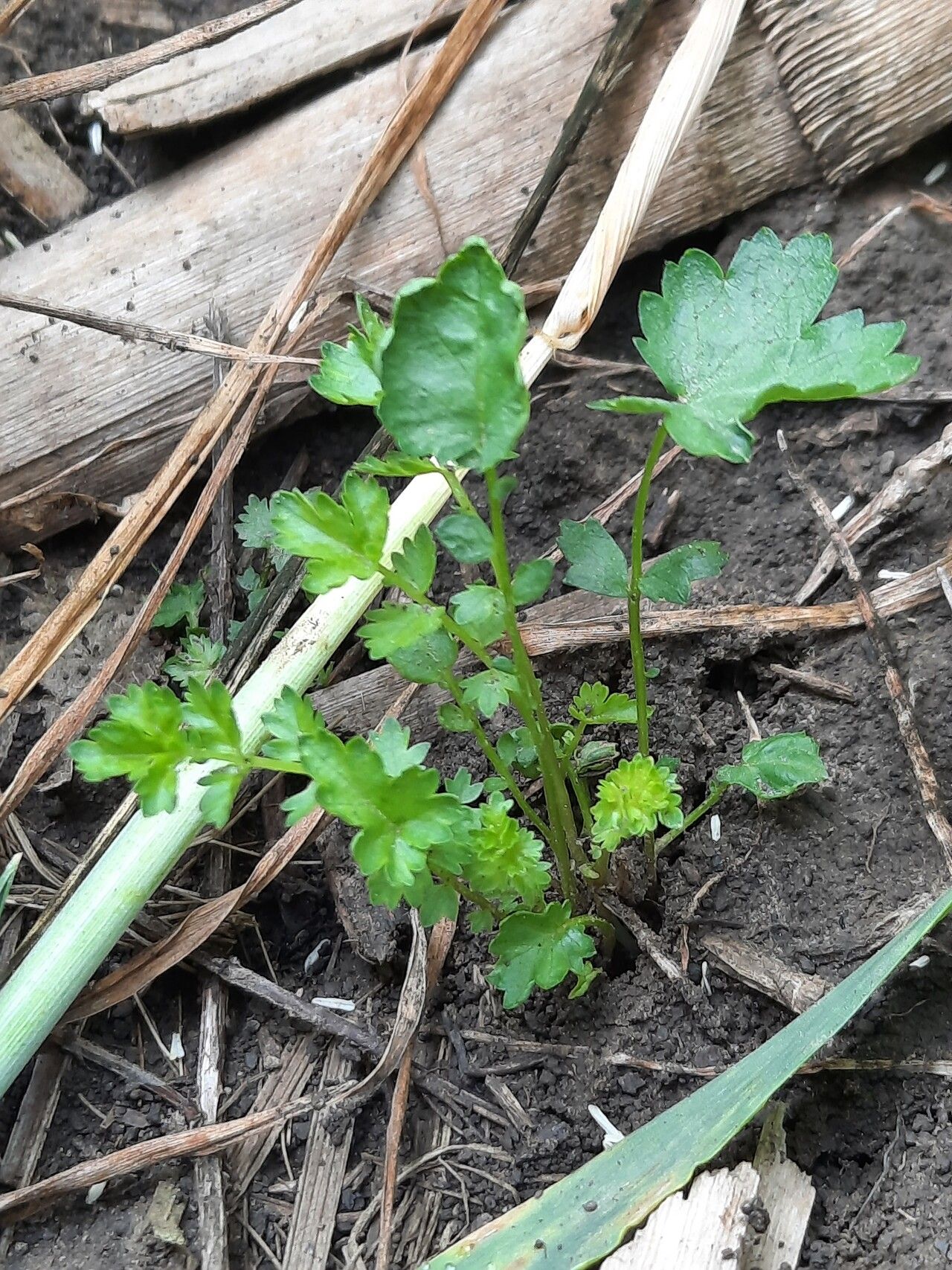 Ranunculus neapolitanus — houseplant care guide