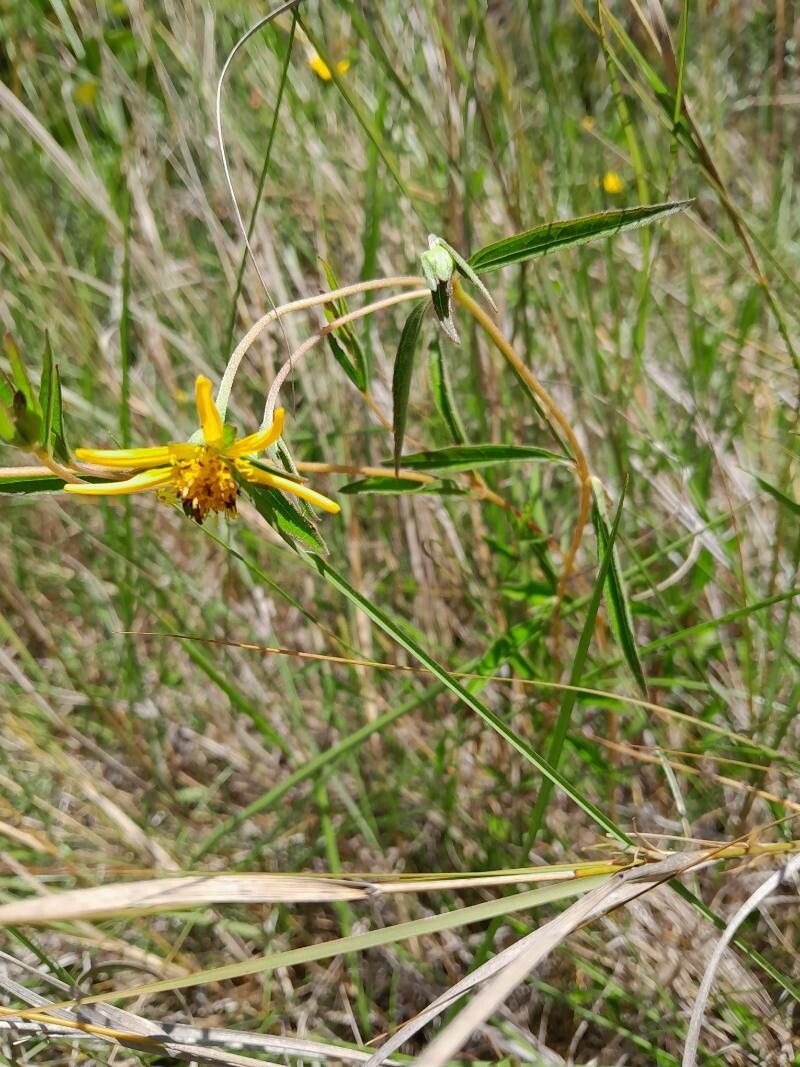 Aspilia bojeri habit