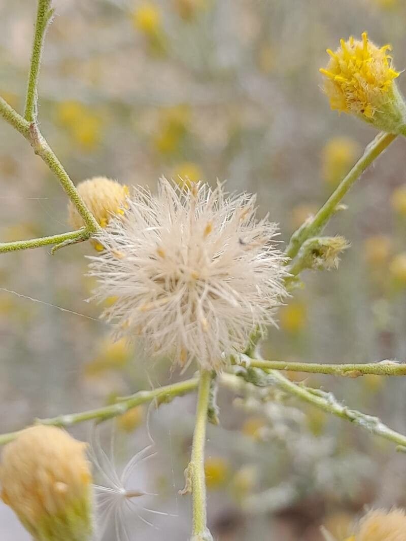Pulicaria gnaphalodes fruit