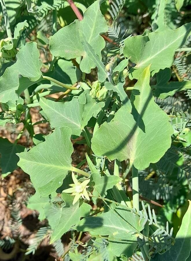 Morrenia odorata leaf