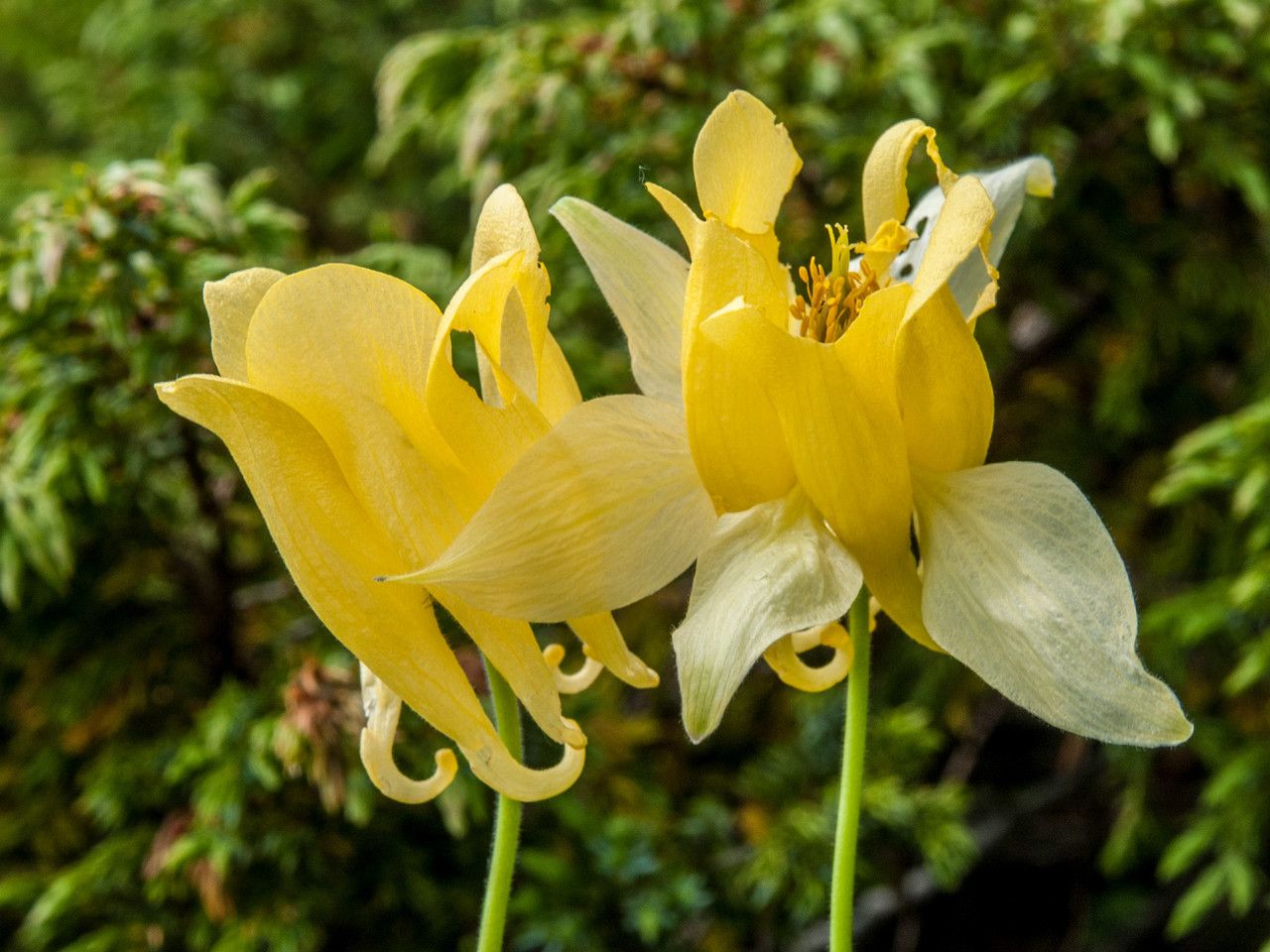 Aquilegia aurea