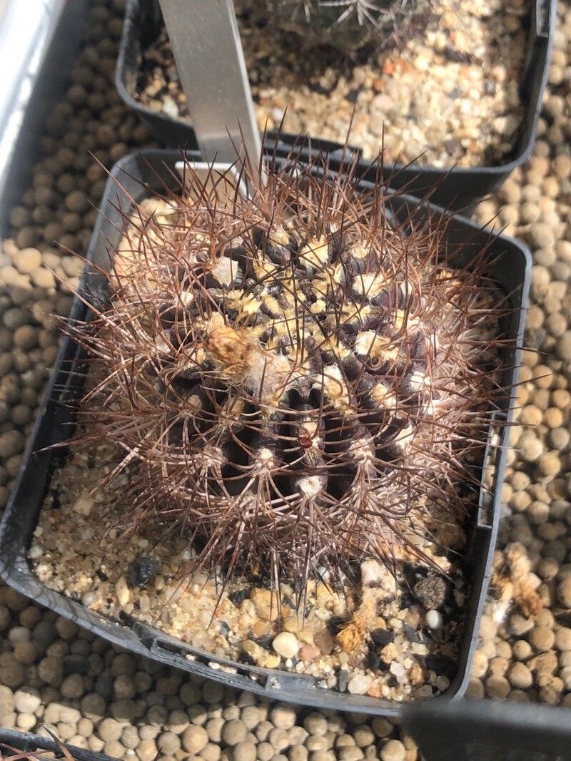 Eriosyce confinis — houseplant care guide