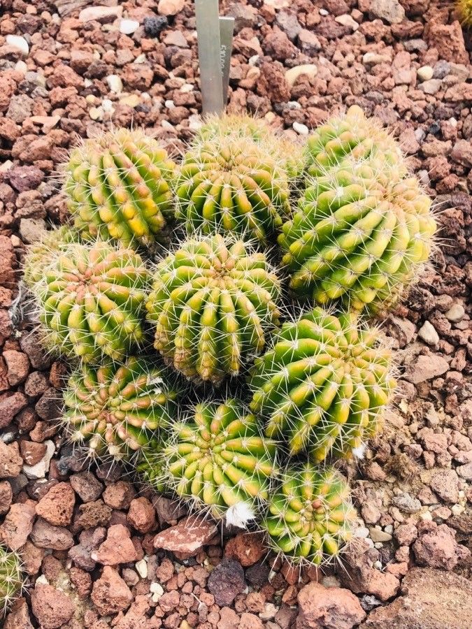 Echinopsis calochlora