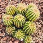 Echinopsis calochlora