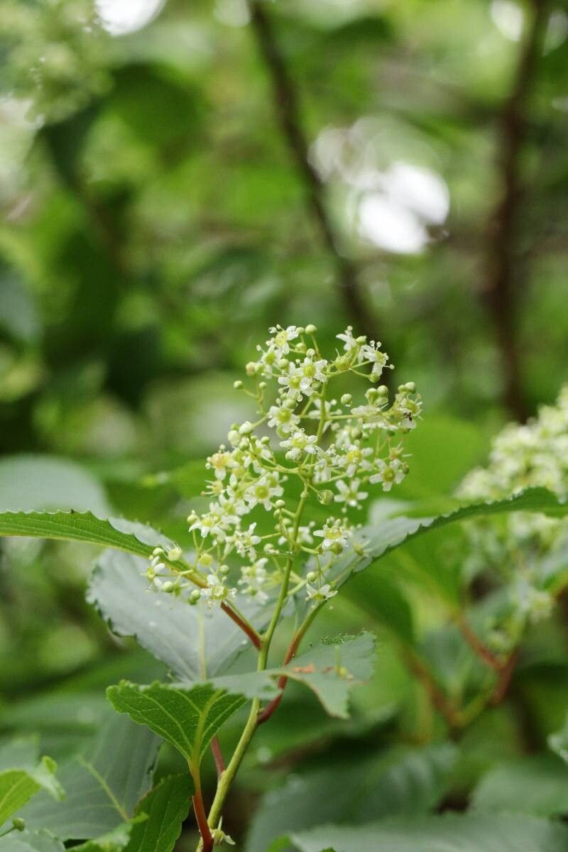Tripterygium doianum — related species from the same genus