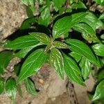 Parietaria officinalis