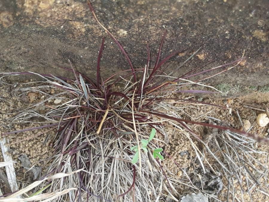 Microchloa kunthii leaf
