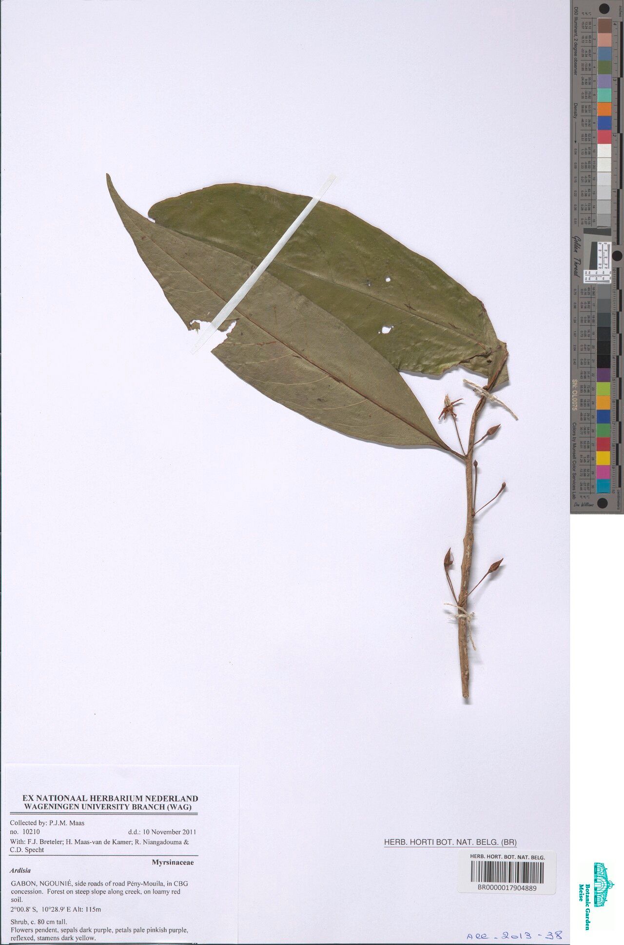 Ardisia zenkeri — search result for 'Ardisia'