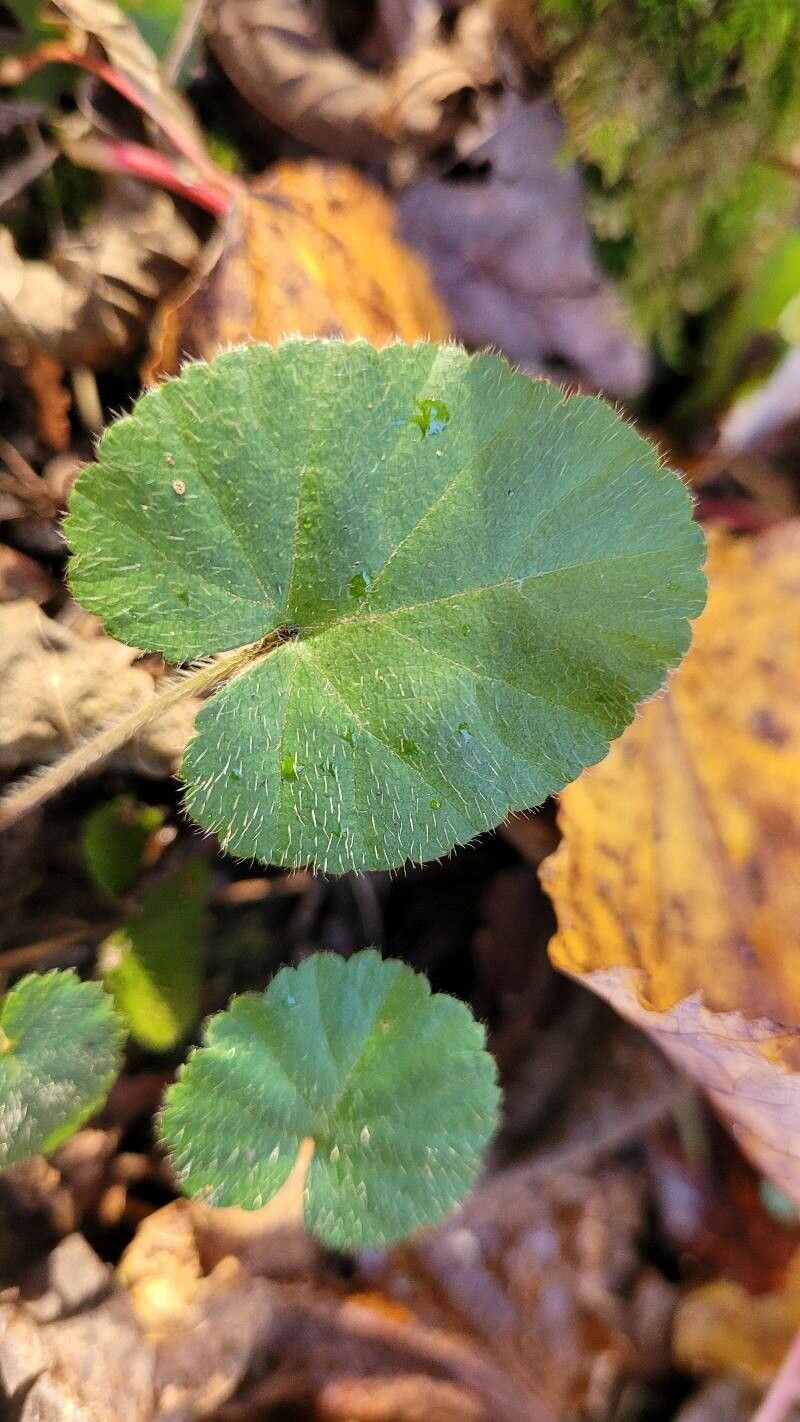 Dalibarda repens — houseplant care guide