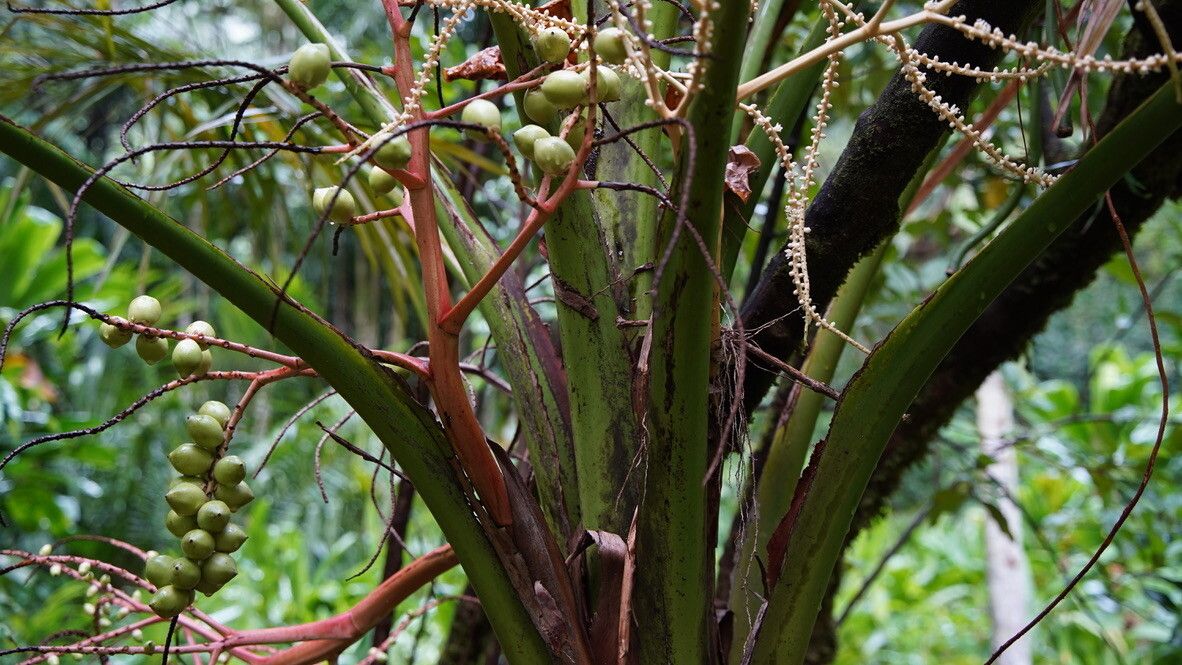 Heterospathe longipes other