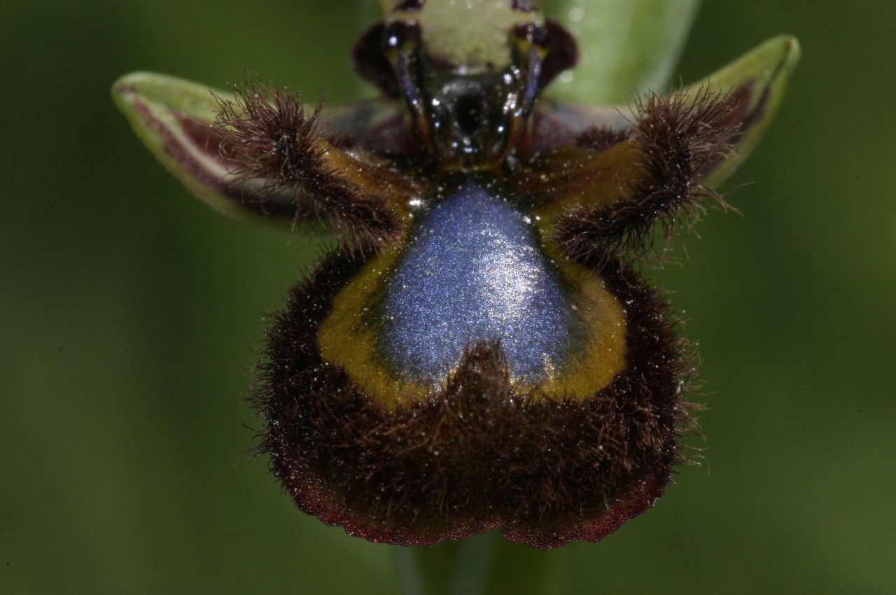 Ophrys speculum fruit