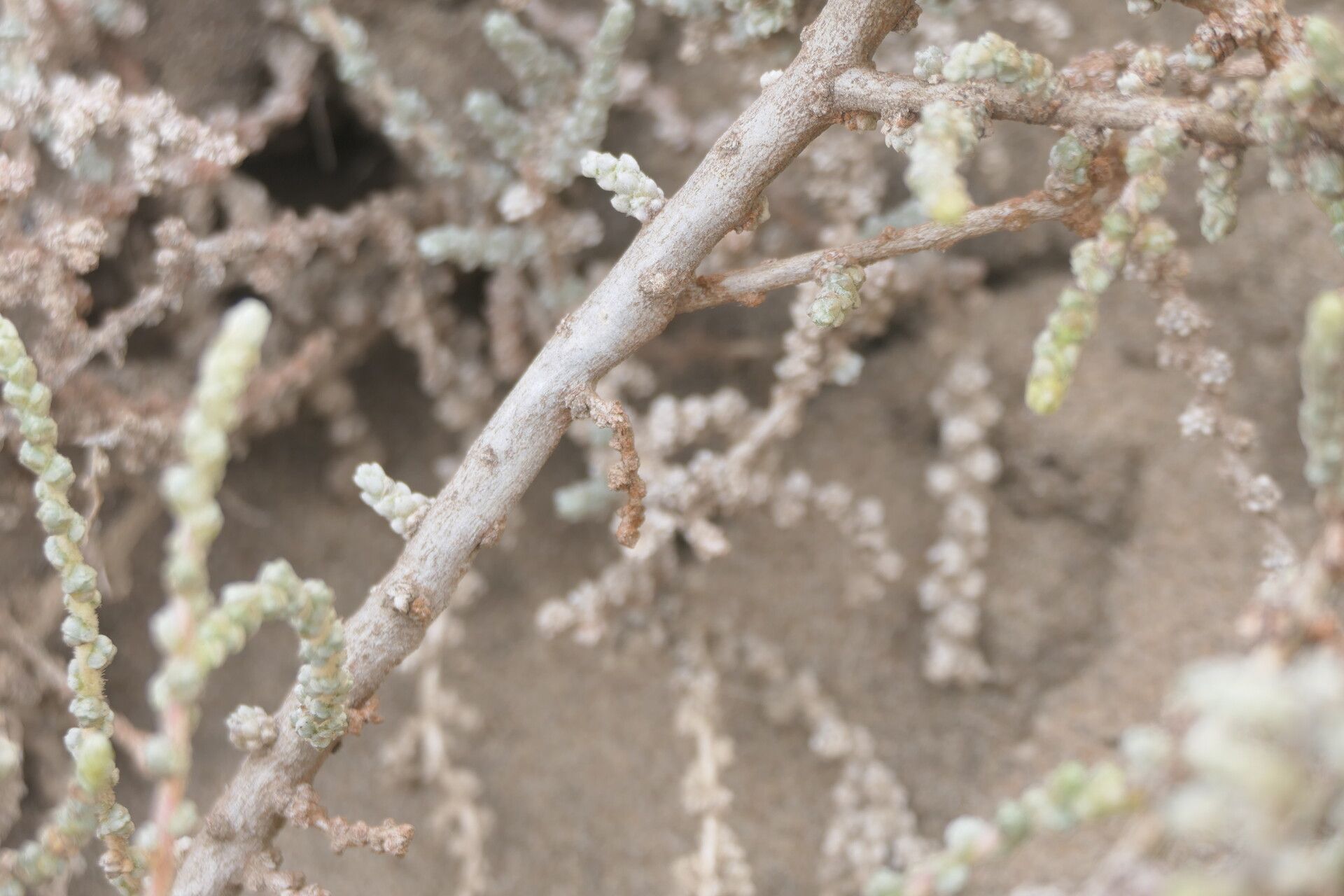 Caroxylon aphyllum bark
