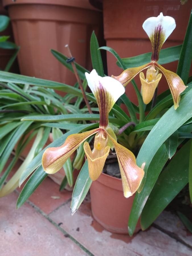 Paphiopedilum villosum — search result for 'Paphiopedilum'