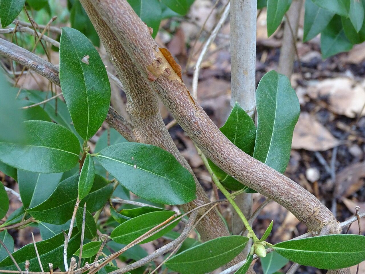 Rhododendron tatsienense bark
