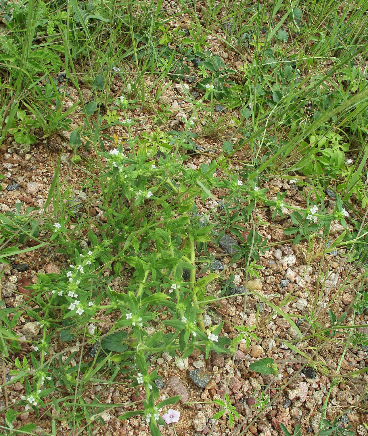 Spermacoce senensis habit